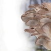 Домашняя вешенка — грибы к Новому году!