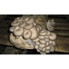 Мицелий (семена)  грибов вешенка